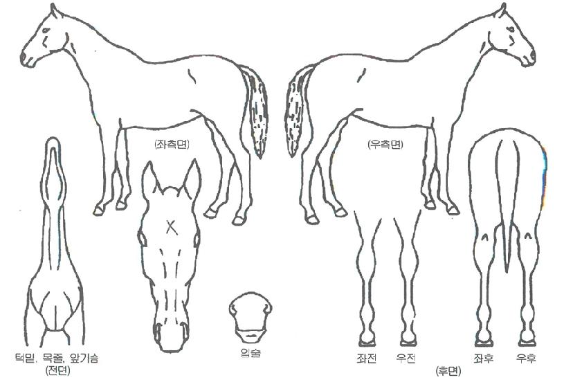 °ø´öÁÖÀÚ¸¶ÀÇ Ãø¸é,¿ì¸é,µÞ¸é,µÎ»ó,´Ù¸®ÀÇ Æ¯Â¡µµÇØ