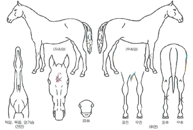 �߾ӿ����� ����,���,�޸�,�λ�,�ٸ��� Ư¡����