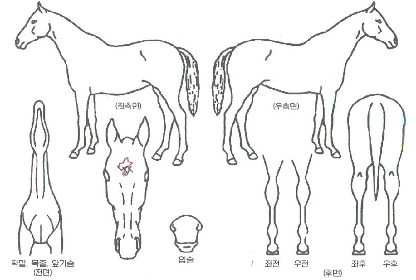 �ְ��帲�� ����,���,�޸�,�λ�,�ٸ��� Ư¡����