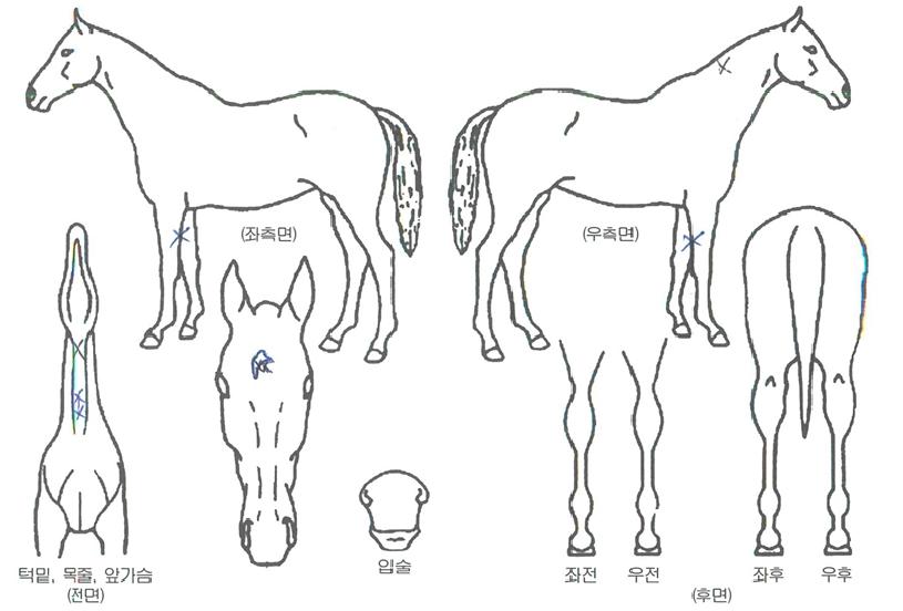 �Ӻ������� ����,���,�޸�,�λ�,�ٸ��� Ư¡����