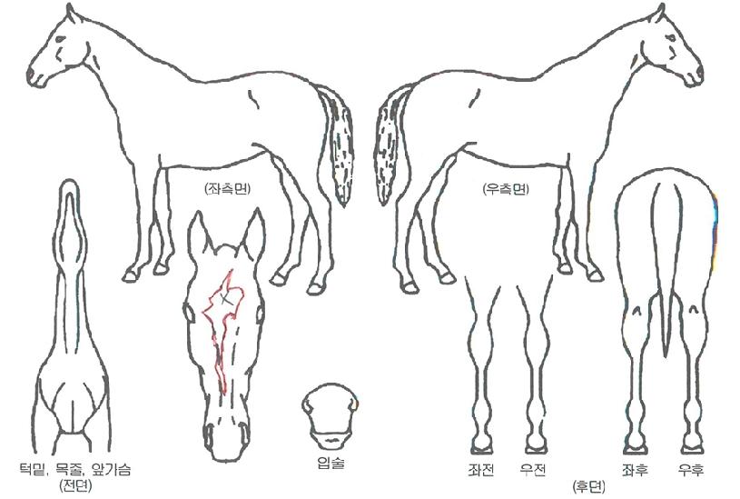 ¾Æ¶óºñ¾Æ¹ÝµµÀÇ Ãø¸é,¿ì¸é,µÞ¸é,µÎ»ó,´Ù¸®ÀÇ Æ¯Â¡µµÇØ