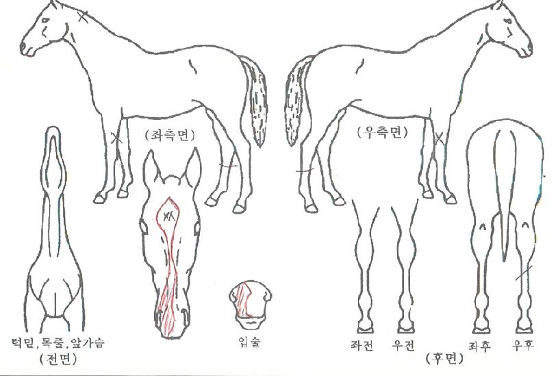 Ǫ�������� ����,���,�޸�,�λ�,�ٸ��� Ư¡����