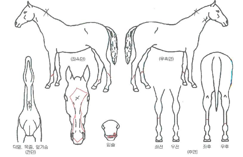 ¸Þ´Ïº£Æ®ÀÇ Ãø¸é,¿ì¸é,µÞ¸é,µÎ»ó,´Ù¸®ÀÇ Æ¯Â¡µµÇØ