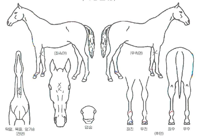 ī��¯�� ����,���,�޸�,�λ�,�ٸ��� Ư¡����