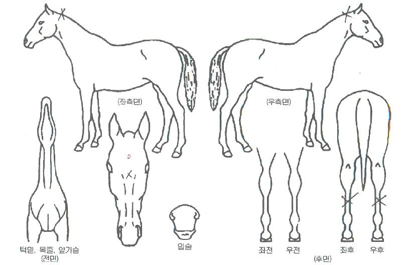 Â÷À̹ÖÇÇÄÚÀÇ Ãø¸é,¿ì¸é,µÞ¸é,µÎ»ó,´Ù¸®ÀÇ Æ¯Â¡µµÇØ