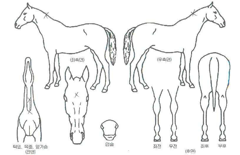 ´ºÆÄÀ̳ÎÀÇ Ãø¸é,¿ì¸é,µÞ¸é,µÎ»ó,´Ù¸®ÀÇ Æ¯Â¡µµÇØ