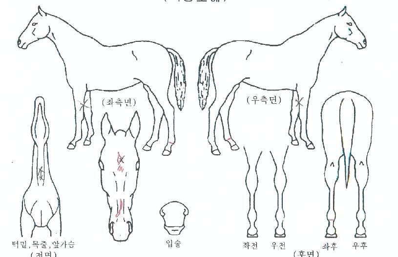 ���̸���ƾ�� ����,���,�޸�,�λ�,�ٸ��� Ư¡����