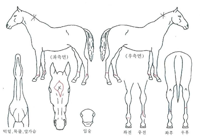 ½ÌÅ©½ºÀ®ÀÇ Ãø¸é,¿ì¸é,µÞ¸é,µÎ»ó,´Ù¸®ÀÇ Æ¯Â¡µµÇØ