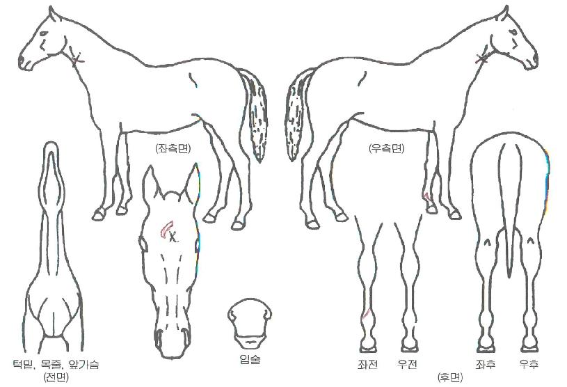 ºí·ç´ÙÀ̾Ƹóµå·±ÀÚ¸¶ÀÇ Ãø¸é,¿ì¸é,µÞ¸é,µÎ»ó,´Ù¸®ÀÇ Æ¯Â¡µµÇØ