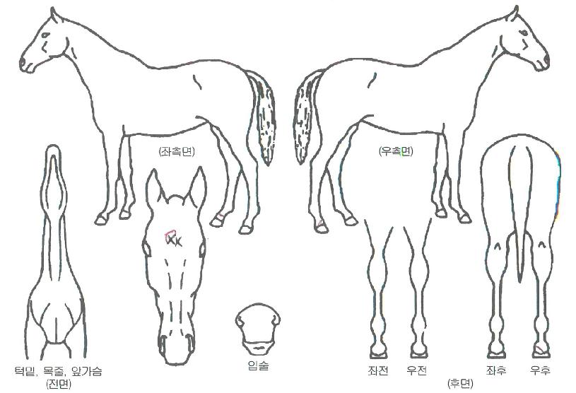 ¾È´Ù¹Ì·ÎÀÇ Ãø¸é,¿ì¸é,µÞ¸é,µÎ»ó,´Ù¸®ÀÇ Æ¯Â¡µµÇØ
