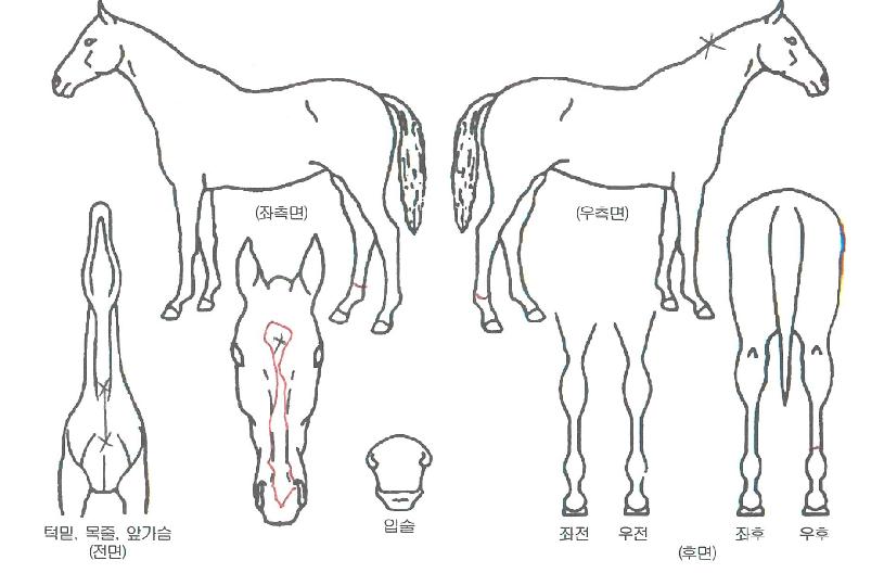 �丣������ ����,���,�޸�,�λ�,�ٸ��� Ư¡����