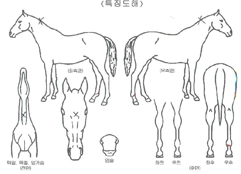 º£Æ®ÆÄƼÀÇ Ãø¸é,¿ì¸é,µÞ¸é,µÎ»ó,´Ù¸®ÀÇ Æ¯Â¡µµÇØ