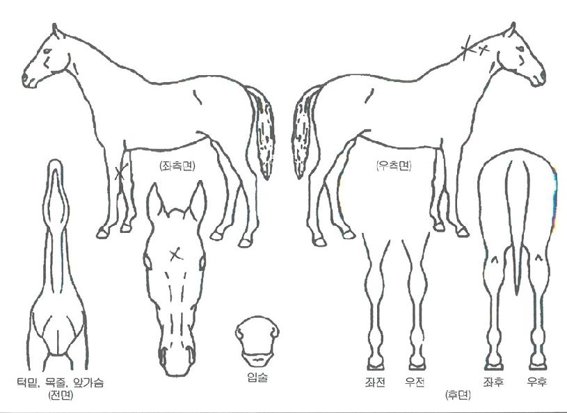 ��ĸƾ�� ����,���,�޸�,�λ�,�ٸ��� Ư¡����