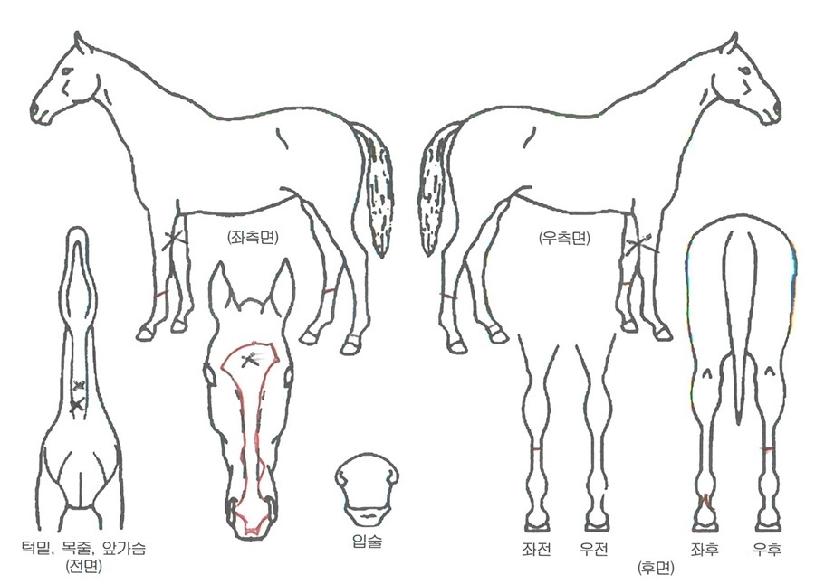 ±×·£µåÆ÷½ºÀÇ Ãø¸é,¿ì¸é,µÞ¸é,µÎ»ó,´Ù¸®ÀÇ Æ¯Â¡µµÇØ