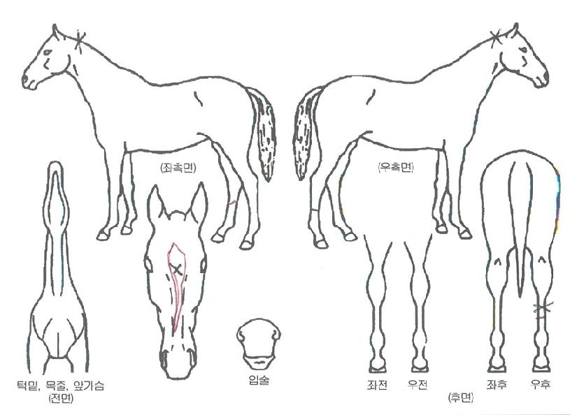 ���ö���� ����,���,�޸�,�λ�,�ٸ��� Ư¡����