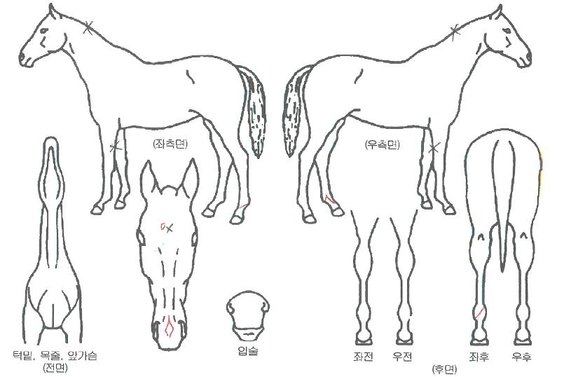 ±Þ½Ã¿ìÀÇ Ãø¸é,¿ì¸é,µÞ¸é,µÎ»ó,´Ù¸®ÀÇ Æ¯Â¡µµÇØ