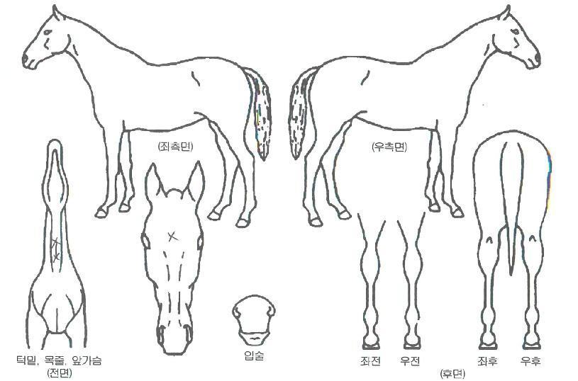 ¹Ì¼ÒÇǾÆÀÚ¸¶ÀÇ Ãø¸é,¿ì¸é,µÞ¸é,µÎ»ó,´Ù¸®ÀÇ Æ¯Â¡µµÇØ