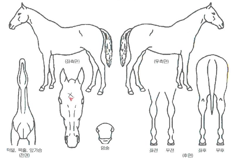 ����Ʈ���� ����,���,�޸�,�λ�,�ٸ��� Ư¡����