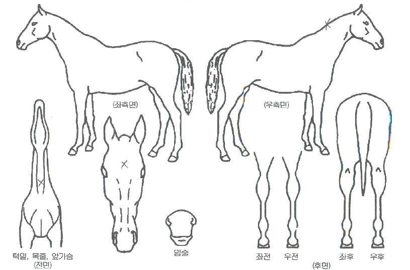 ���������������ڸ��� ����,���,�޸�,�λ�,�ٸ��� Ư¡����