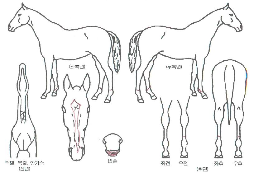 �����ġ�� ����,���,�޸�,�λ�,�ٸ��� Ư¡����