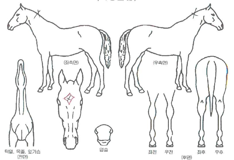 ����ȭ���ڸ��� ����,���,�޸�,�λ�,�ٸ��� Ư¡����