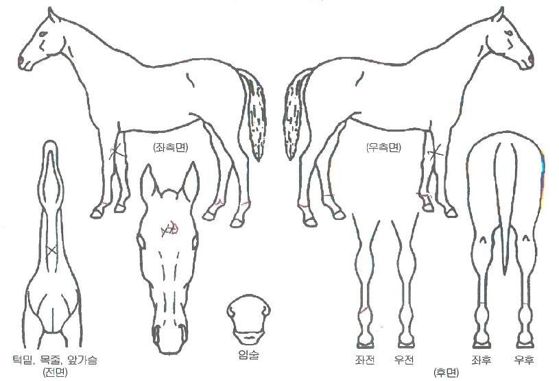 õ�պ��� ����,���,�޸�,�λ�,�ٸ��� Ư¡����