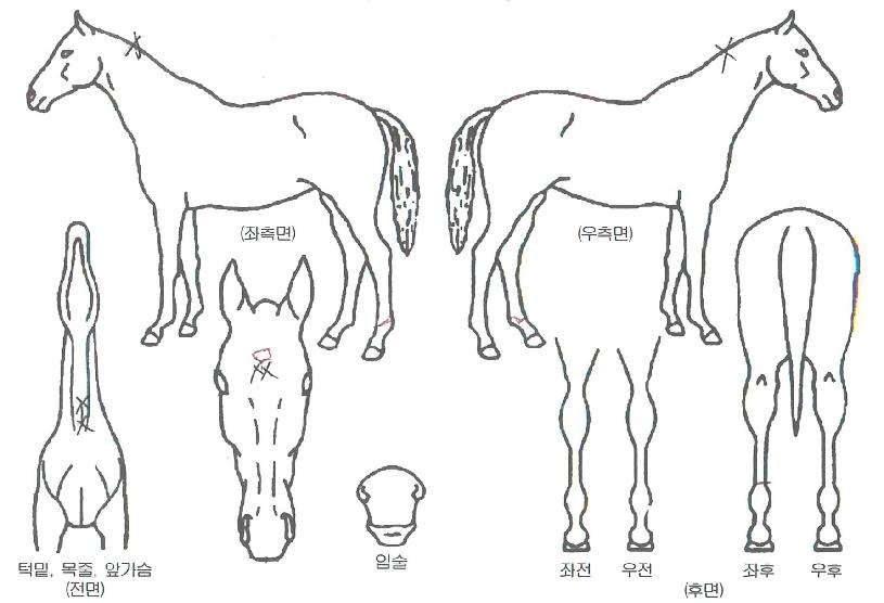 À¯·ÎÄ·ÇÁÀÇ Ãø¸é,¿ì¸é,µÞ¸é,µÎ»ó,´Ù¸®ÀÇ Æ¯Â¡µµÇØ