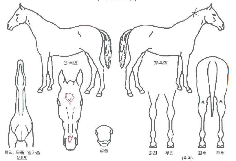 �󺻿����� ����,���,�޸�,�λ�,�ٸ��� Ư¡����