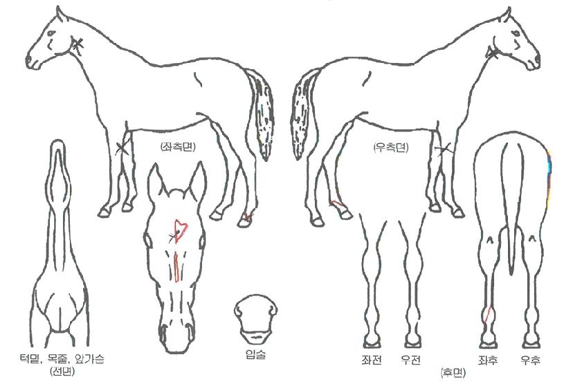 ÅëÇÕÃÖ°ÀÇ Ãø¸é,¿ì¸é,µÞ¸é,µÎ»ó,´Ù¸®ÀÇ Æ¯Â¡µµÇØ