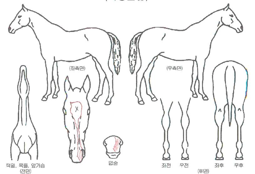 ��ȭ���ڸ��� ����,���,�޸�,�λ�,�ٸ��� Ư¡����