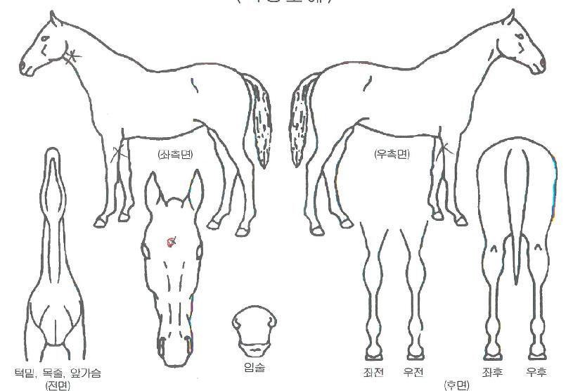 °ñµç·¹¿ÀÀÇ Ãø¸é,¿ì¸é,µÞ¸é,µÎ»ó,´Ù¸®ÀÇ Æ¯Â¡µµÇØ