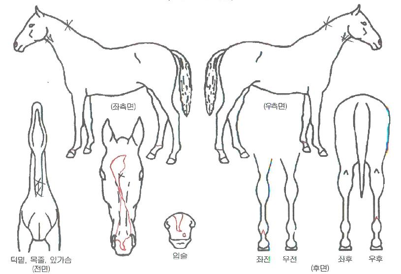 õ���� ����,���,�޸�,�λ�,�ٸ��� Ư¡����