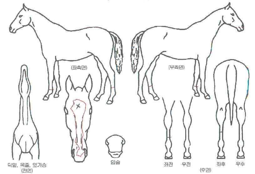 Âü¾ØµåÇÔÀÚ¸¶ÀÇ Ãø¸é,¿ì¸é,µÞ¸é,µÎ»ó,´Ù¸®ÀÇ Æ¯Â¡µµÇØ