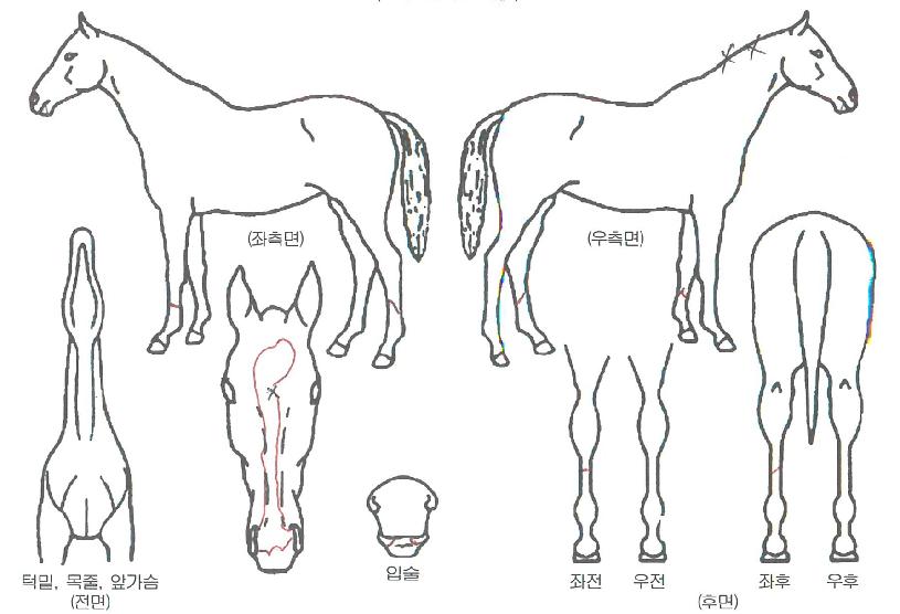 ������� ����,���,�޸�,�λ�,�ٸ��� Ư¡����