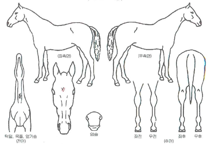 ����ĭ�� ����,���,�޸�,�λ�,�ٸ��� Ư¡����