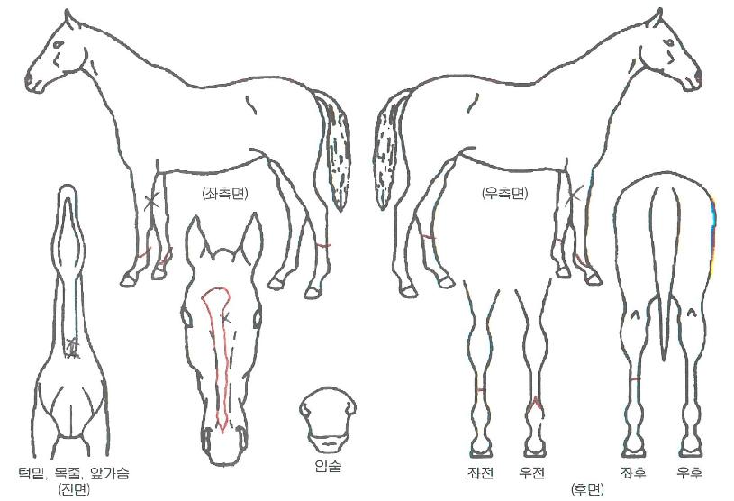 ¼Ò³ªÆ¿µåÀÇ Ãø¸é,¿ì¸é,µÞ¸é,µÎ»ó,´Ù¸®ÀÇ Æ¯Â¡µµÇØ