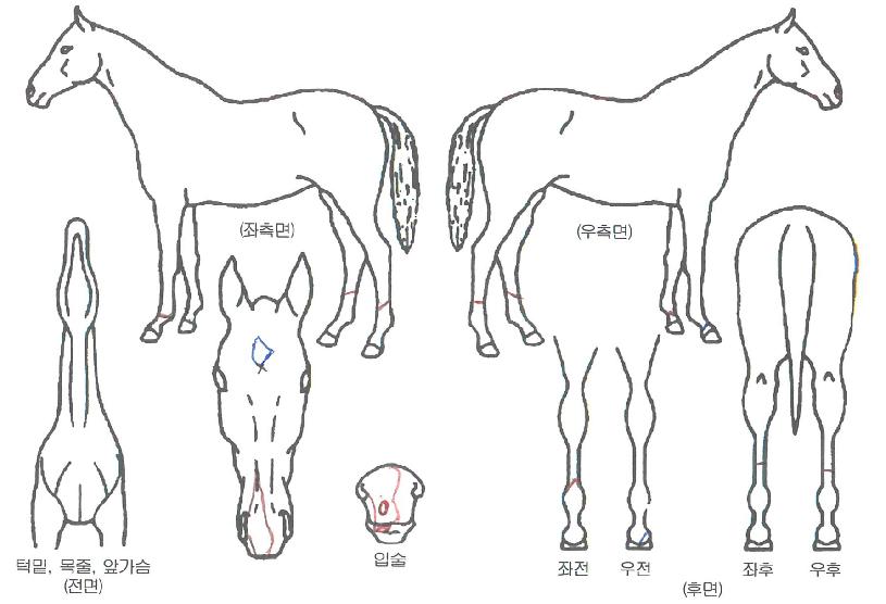 ��ȣè�Ǿ��� ����,���,�޸�,�λ�,�ٸ��� Ư¡����