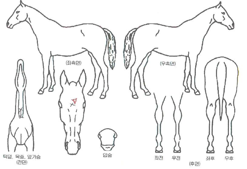 »ç·Á´ÏÅ·ÀÇ Ãø¸é,¿ì¸é,µÞ¸é,µÎ»ó,´Ù¸®ÀÇ Æ¯Â¡µµÇØ