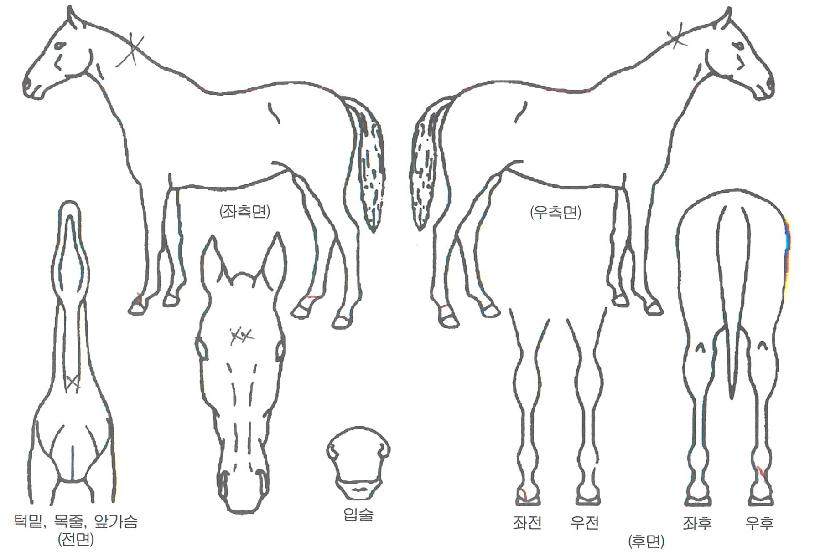ÆÎÆÎ¾î°ÔÀÎÀÇ Ãø¸é,¿ì¸é,µÞ¸é,µÎ»ó,´Ù¸®ÀÇ Æ¯Â¡µµÇØ