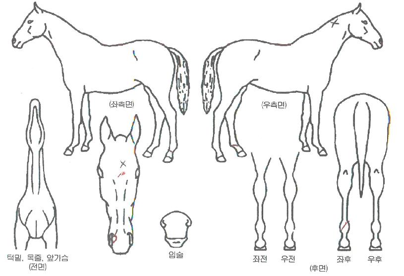 �Ŀ������̵��� ����,���,�޸�,�λ�,�ٸ��� Ư¡����