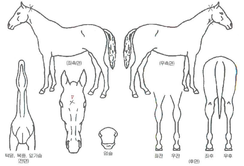Äèµµ¿©°ÉÀÇ Ãø¸é,¿ì¸é,µÞ¸é,µÎ»ó,´Ù¸®ÀÇ Æ¯Â¡µµÇØ