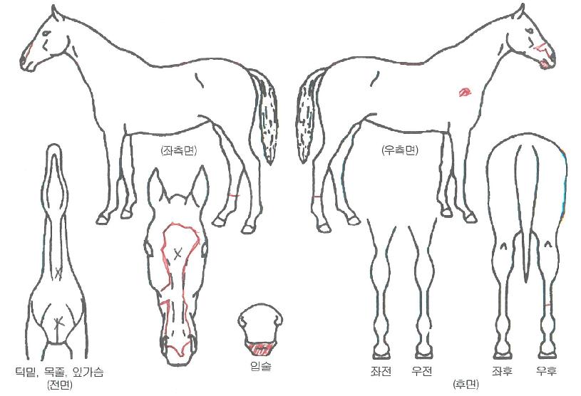 ·¹µå¿ìµåÀÇ Ãø¸é,¿ì¸é,µÞ¸é,µÎ»ó,´Ù¸®ÀÇ Æ¯Â¡µµÇØ