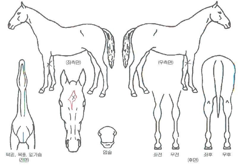 °Ô¸£¸¸ÀüÂ÷ÀÇ Ãø¸é,¿ì¸é,µÞ¸é,µÎ»ó,´Ù¸®ÀÇ Æ¯Â¡µµÇØ