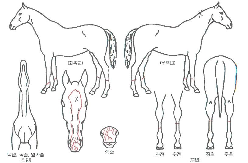 ¿À¸¶ÀÌĸƾÀÇ Ãø¸é,¿ì¸é,µÞ¸é,µÎ»ó,´Ù¸®ÀÇ Æ¯Â¡µµÇØ