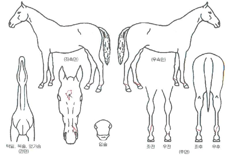 �ε�帶�̵���ڸ��� ����,���,�޸�,�λ�,�ٸ��� Ư¡����