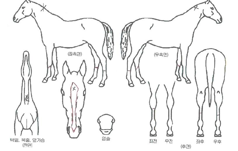 �Ǻ����ڸ��� ����,���,�޸�,�λ�,�ٸ��� Ư¡����