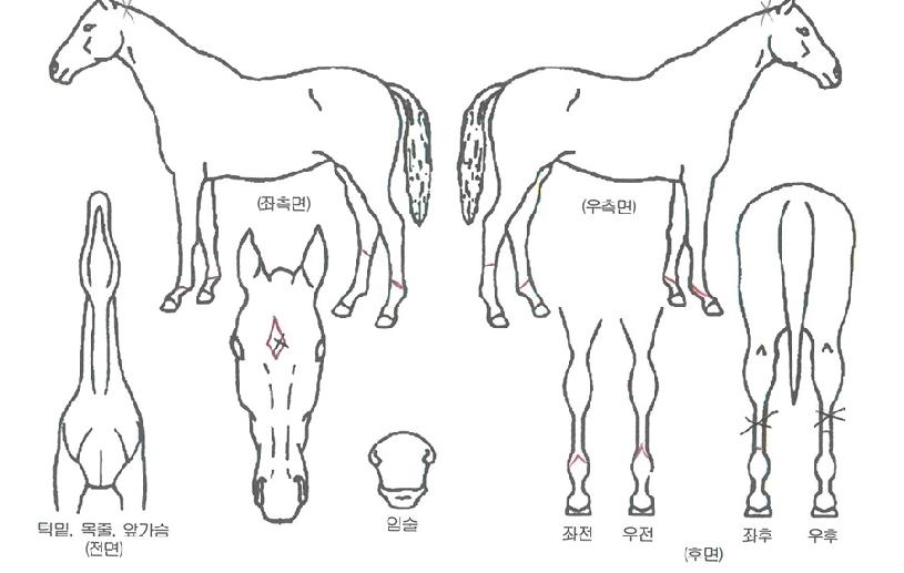 �ָ������ ����,���,�޸�,�λ�,�ٸ��� Ư¡����