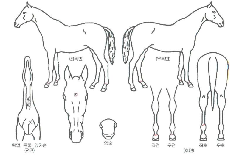 ºóƼÁö·ÎÁîÀÇ Ãø¸é,¿ì¸é,µÞ¸é,µÎ»ó,´Ù¸®ÀÇ Æ¯Â¡µµÇØ