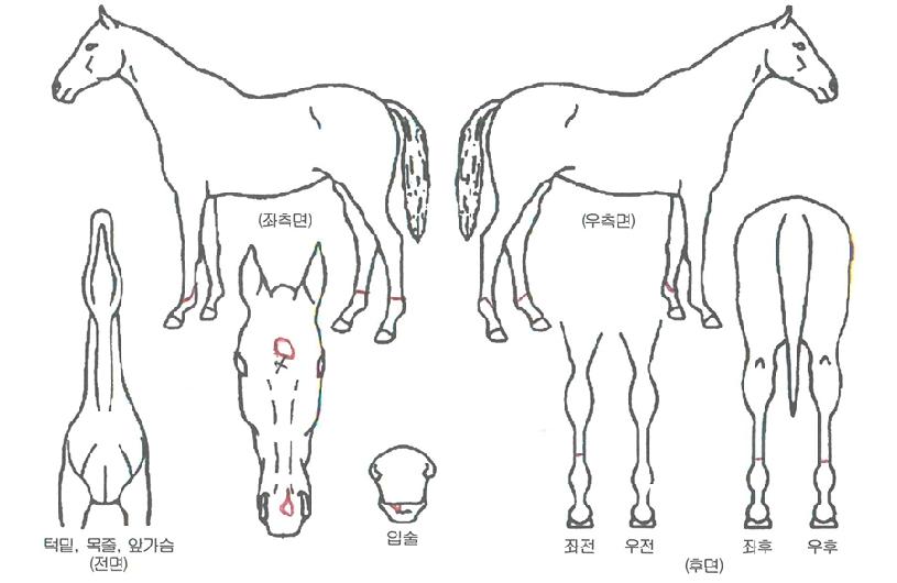 ��ȣ������ ����,���,�޸�,�λ�,�ٸ��� Ư¡����