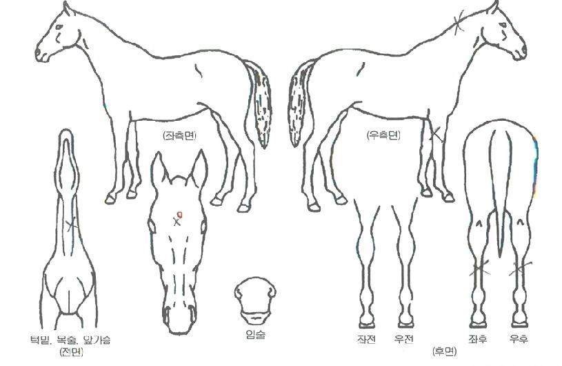 ���絹ǳ�� ����,���,�޸�,�λ�,�ٸ��� Ư¡����